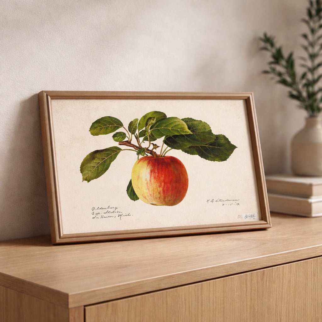 Framed botanical illustration of an apple on a wooden surface with a neutral background