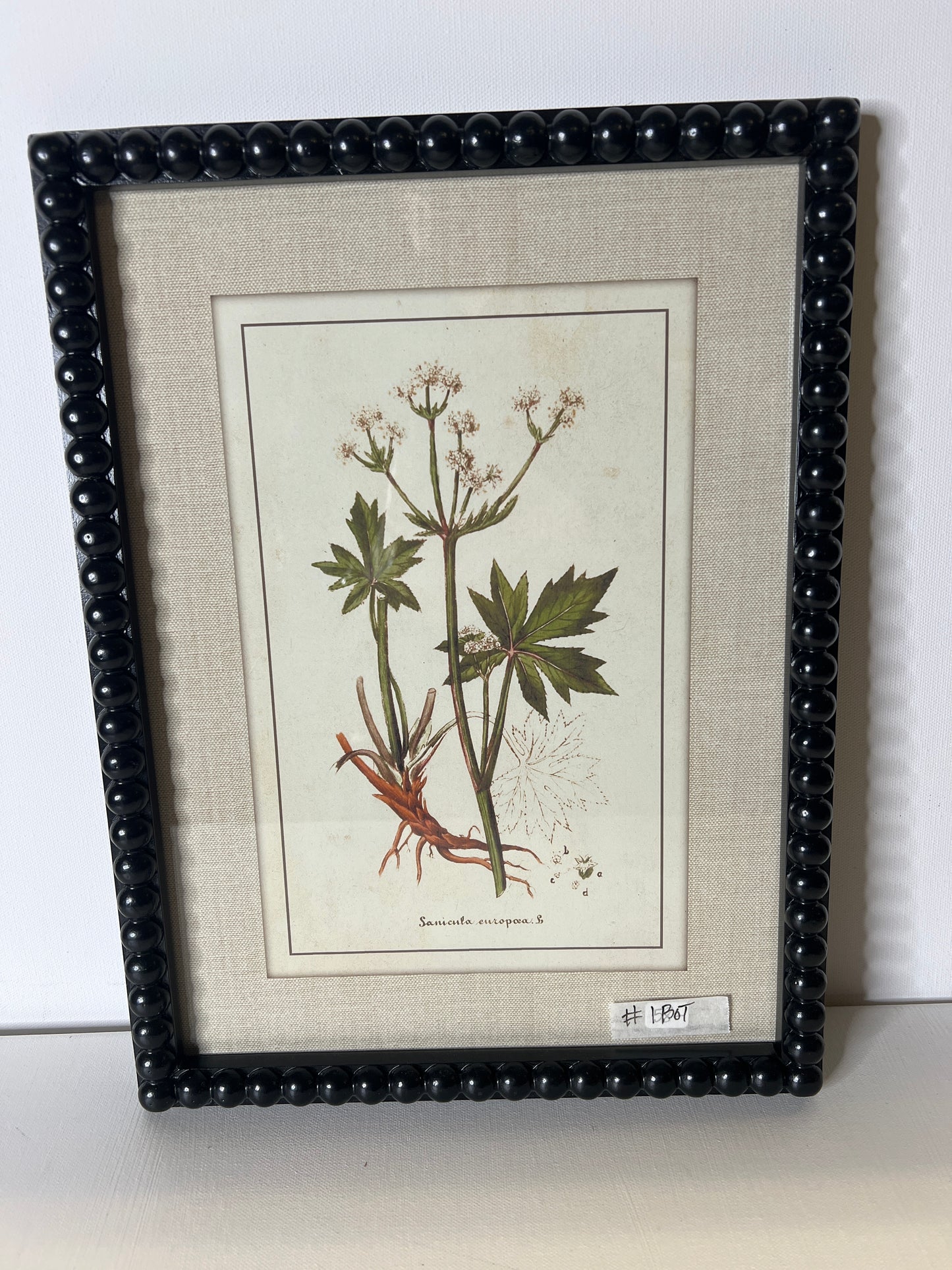 Framed Botanical #1BOT