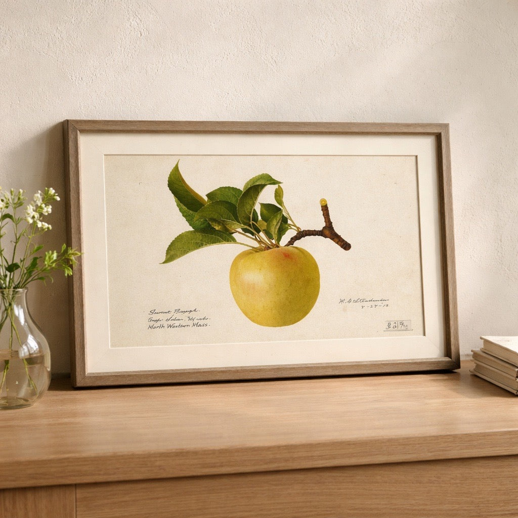 Framed botanical illustration of an apple on a wooden surface with a vase and books in the background.