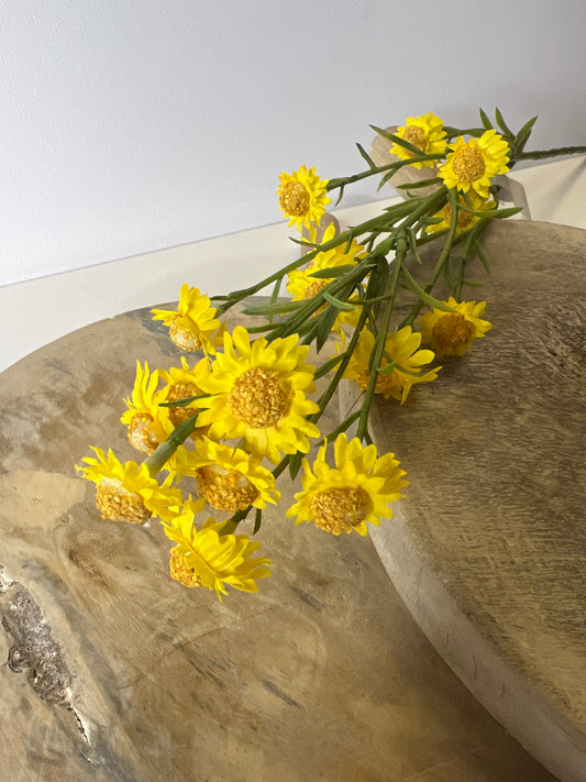 24" Yellow Aster