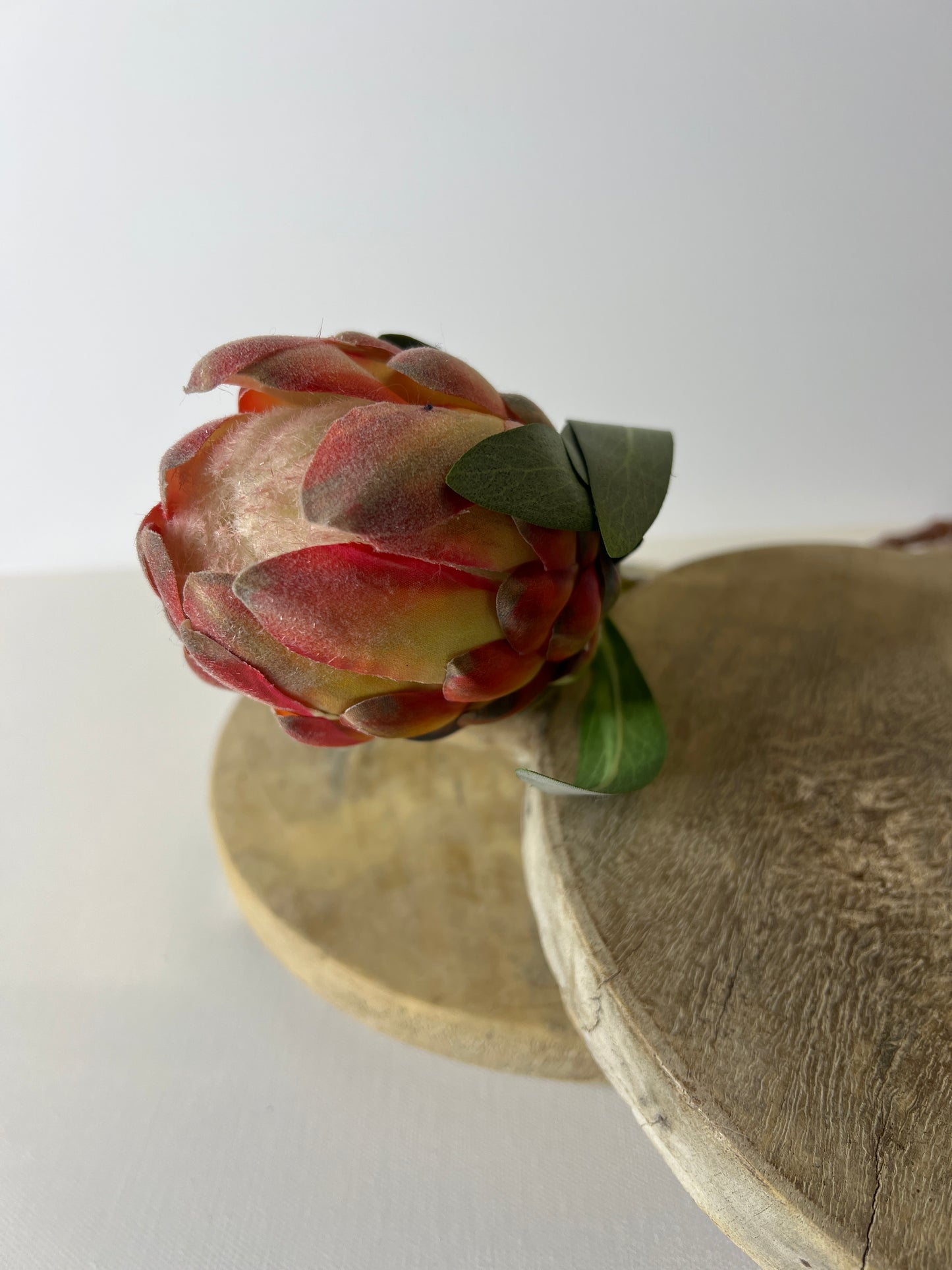 18.5" Protea