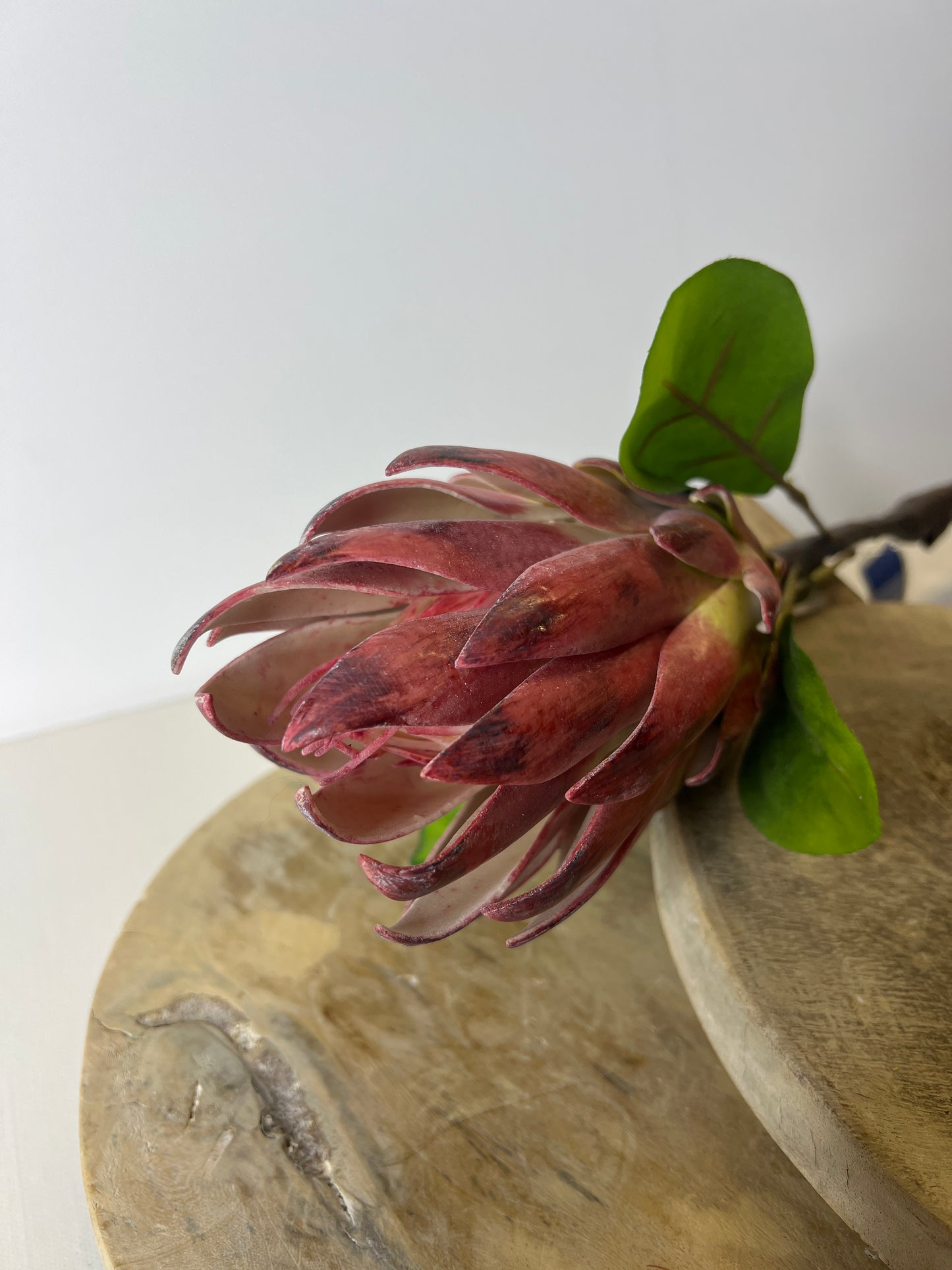 29" Protea