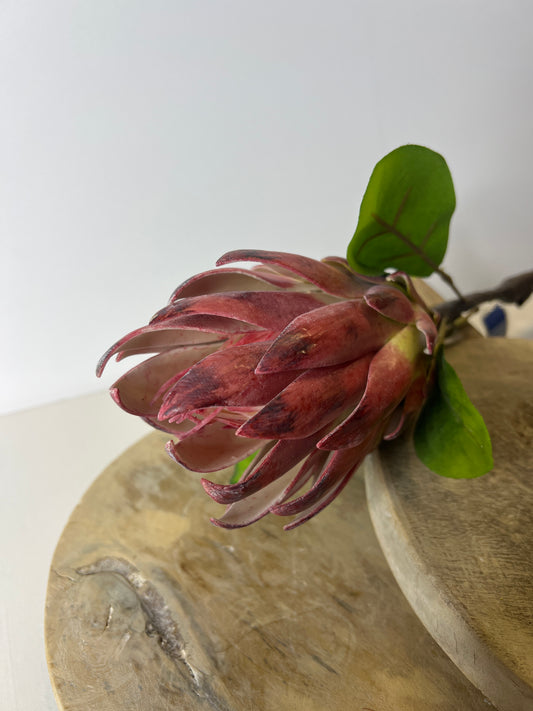 29" Protea