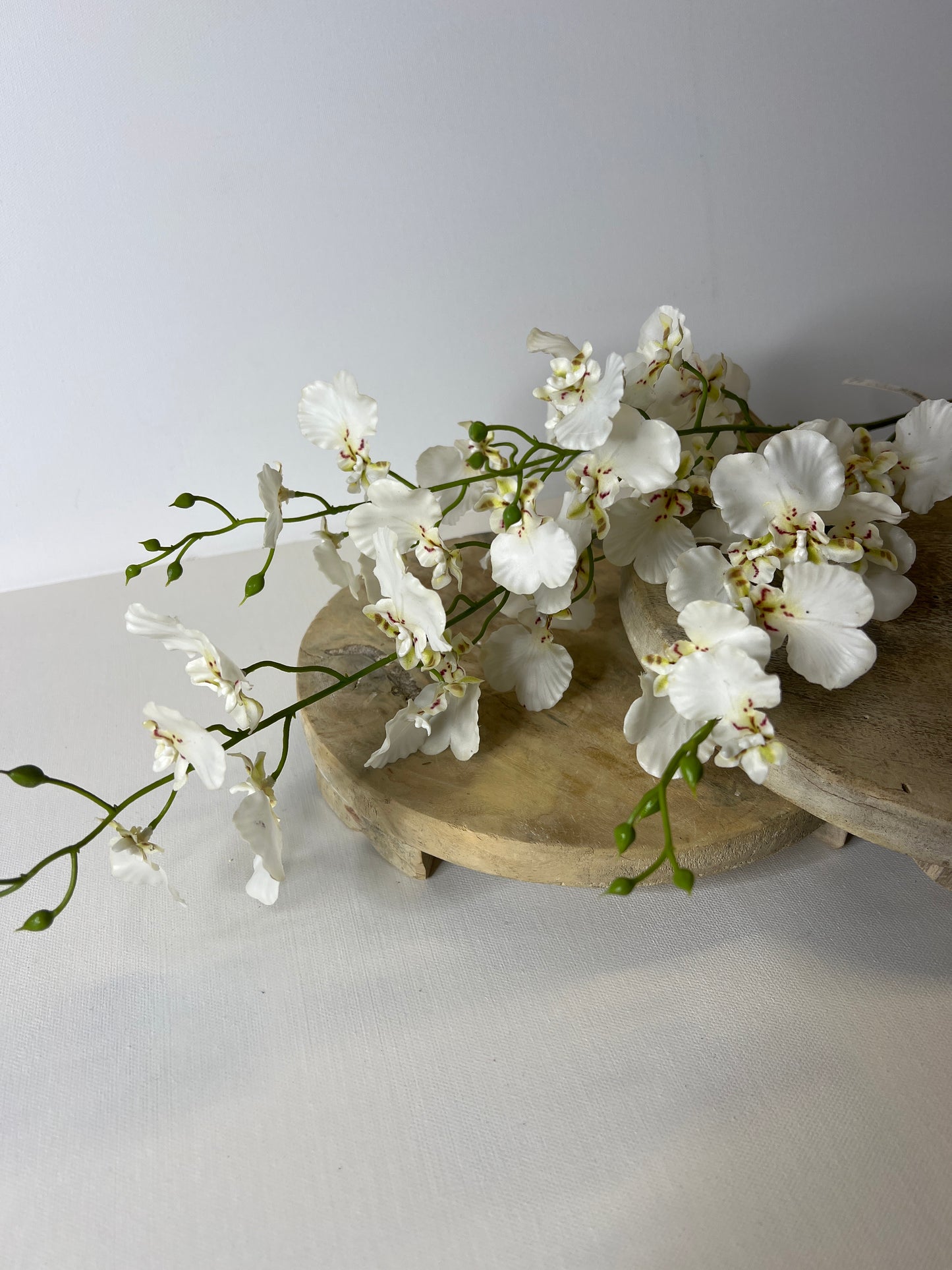 34" Dancing Orchid White