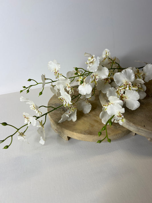34" Dancing Orchid White