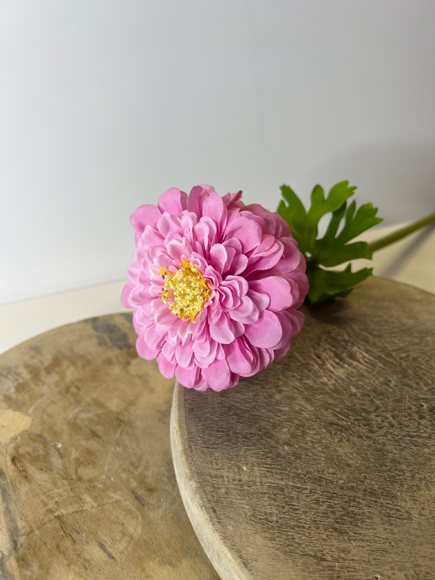 21" Light Pink Zinnia