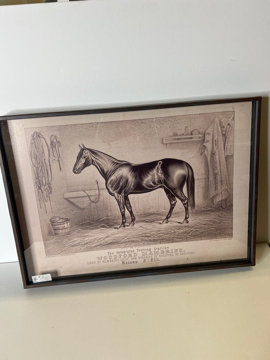framed Horse  #5