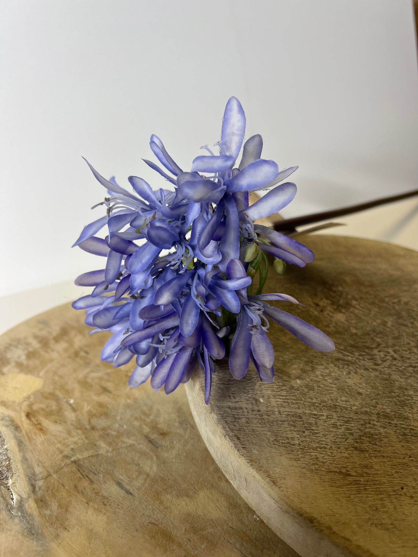 26" Blue Agapanthus