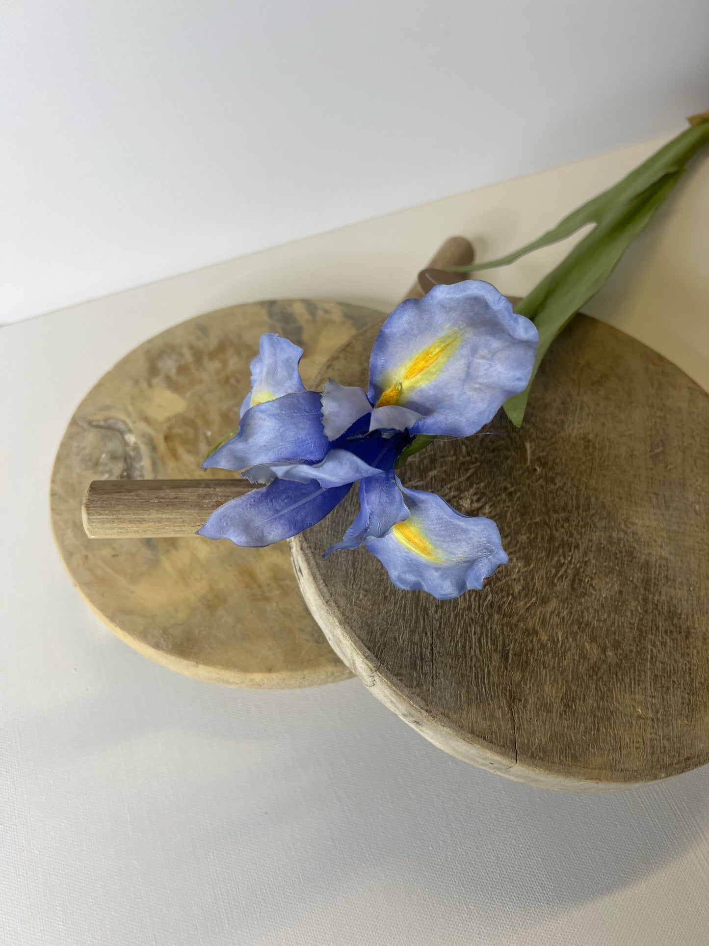 30" Dutch Iris Blue