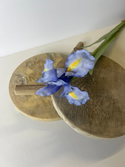 30" Dutch Iris Blue