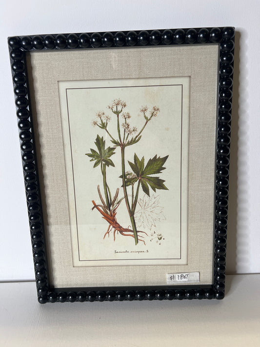 Framed Botanical  #1BOT