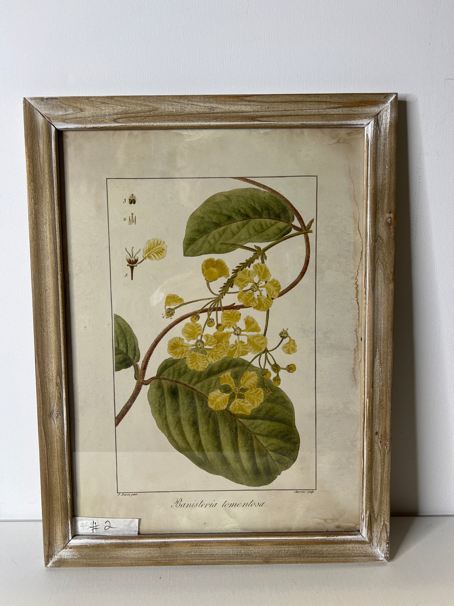 Framed Floral  #2