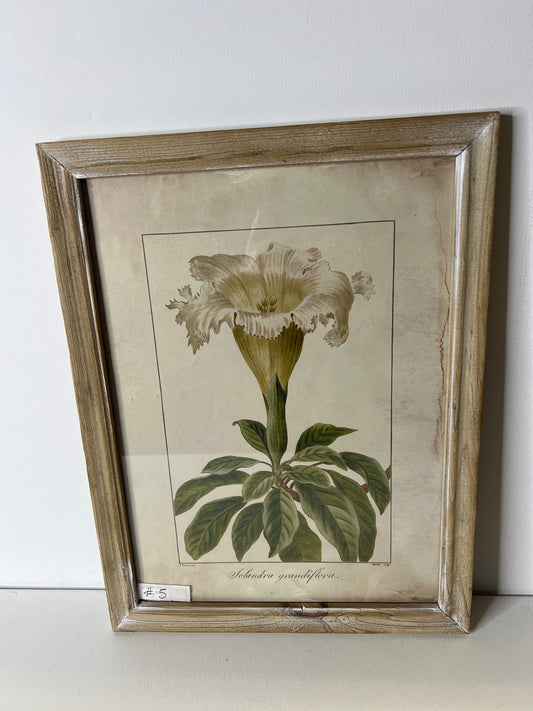Framed Floral  #5