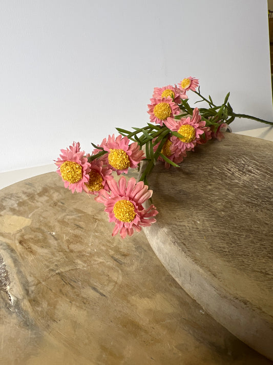 24" Blush Aster