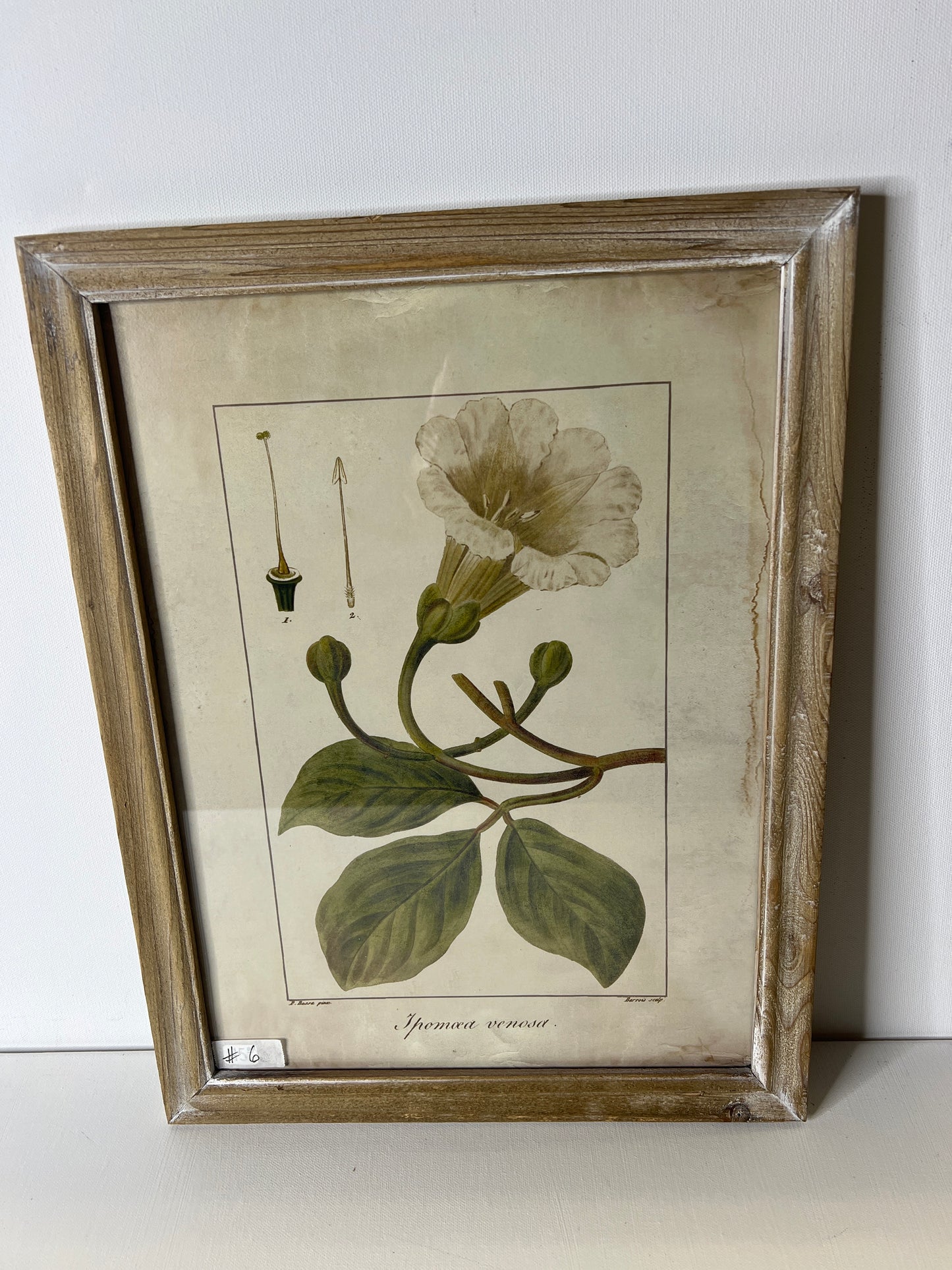 Framed Floral  #6