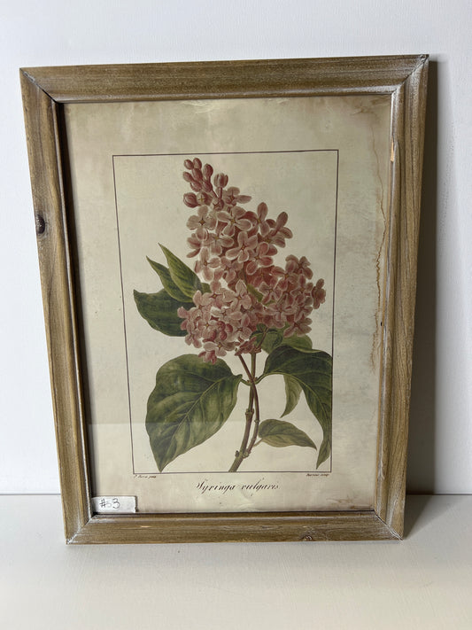 Framed Floral  #3