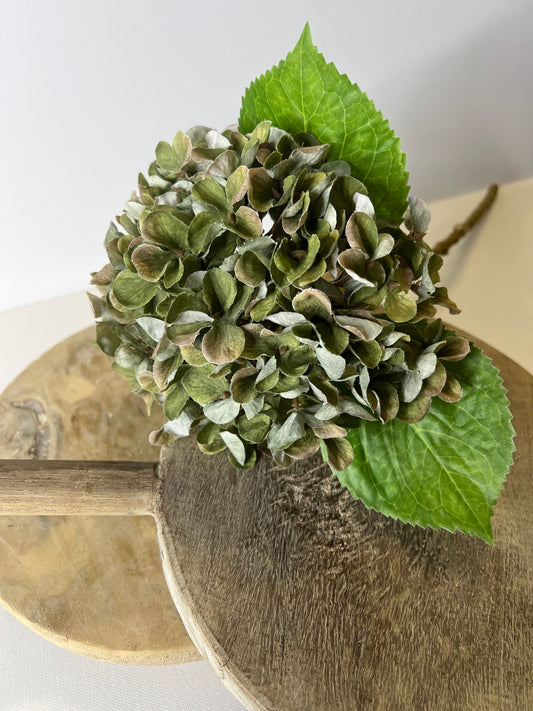 17" Pale Green Hydrangea